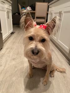 Preppy Pet Naples photo 44