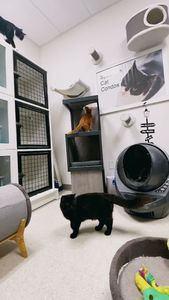 Preppy Pet Naples photo 45