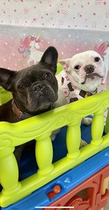 Preppy Pet Naples photo 47