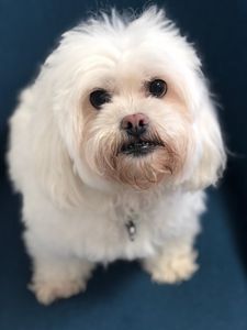 Preppy Pet Naples photo 48