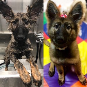 Preppy Pet Naples photo 49