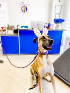 Preppy Pet Naples photo 50