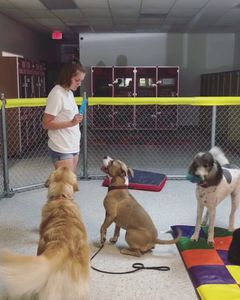 Preppy Pet Naples photo 51