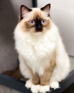 Preppy Pet Naples photo 54