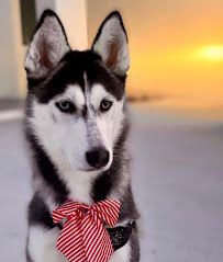 Preppy Pet Naples photo 10