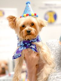 Preppy Pet Naples photo 12