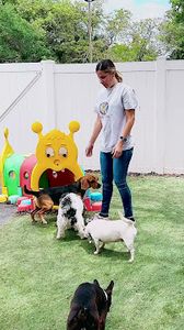 Preppy Pet Naples photo 15