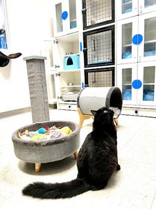 Preppy Pet Naples photo 16