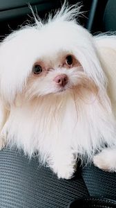 Preppy Pet Naples photo 19