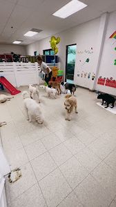 Preppy Pet Naples photo 25