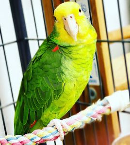 Preppy Pet Naples photo 30