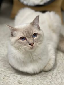 Preppy Pet Naples photo 31