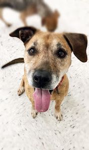 Preppy Pet Naples photo 33