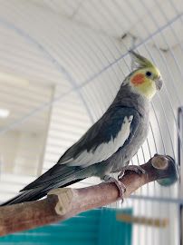 Preppy Pet Naples photo 35