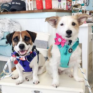 Paws pet boutique photo 5