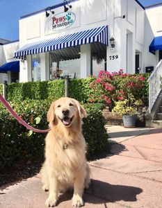 Paws pet boutique photo 6