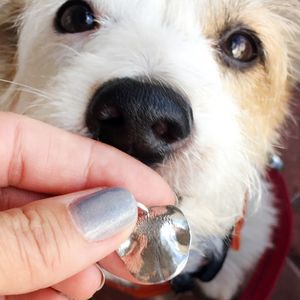 Paws pet boutique photo 11