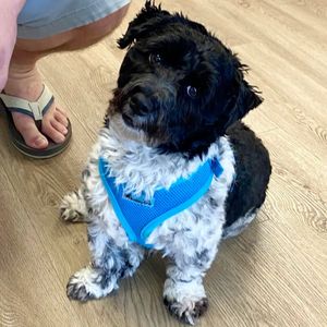 Paws pet boutique photo 15