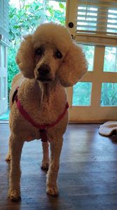 Paws pet boutique photo 19