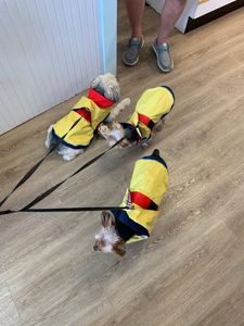 Paws pet boutique photo 27