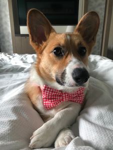 Paws pet boutique photo 30