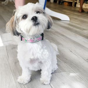 Paws pet boutique photo 31