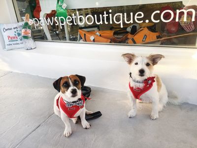 Paws pet boutique photo 43