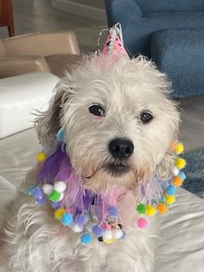 Paws pet boutique photo 44