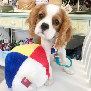 Paws pet boutique photo 46