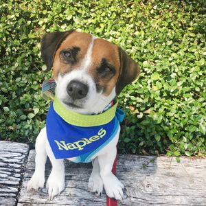 Paws pet boutique photo 48