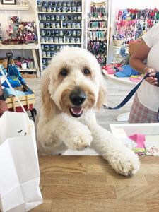 Paws pet boutique photo 4