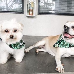 Best Friends a la Petite