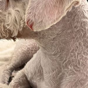 Best Friends a la Petite photo 10