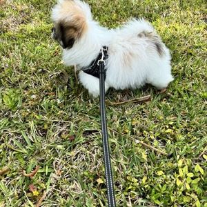 Best Friends a la Petite photo 11