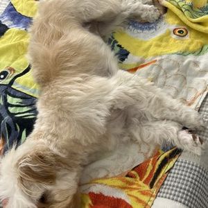 Best Friends a la Petite photo 13