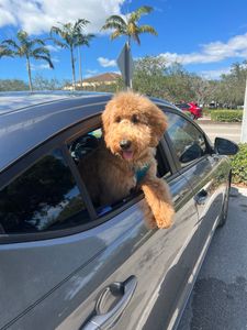 Best Friends a la Petite photo 22