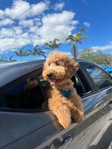 Best Friends a la Petite photo 25