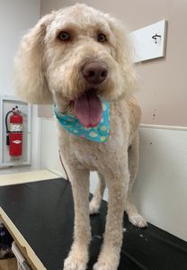 Best Friends a la Petite photo 26