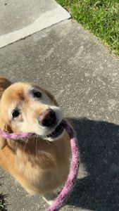 The Club Pet Grooming FL photo 2