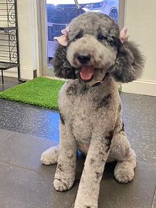 The Club Pet Grooming FL photo 6