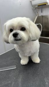The Club Pet Grooming FL photo 7