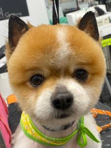 The Club Pet Grooming FL photo 9