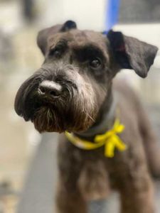 The Club Pet Grooming FL photo 10