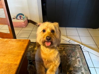 The Club Pet Grooming FL photo 11