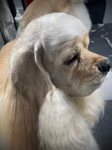 The Club Pet Grooming FL photo 17