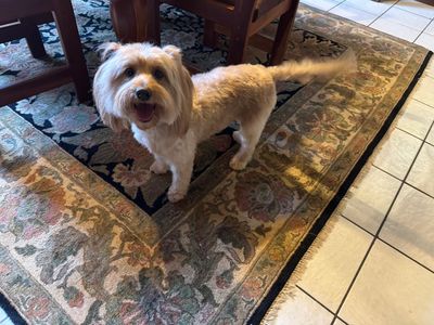 The Club Pet Grooming FL photo 18