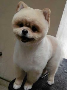 The Club Pet Grooming FL photo 21