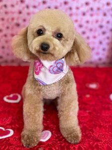 The Club Pet Grooming FL photo 24