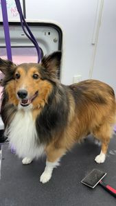 The Club Pet Grooming FL photo 25