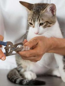 The Club Pet Grooming FL photo 26